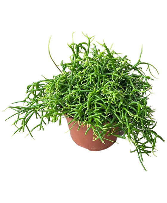 Rhipsalis baccifera Image 1