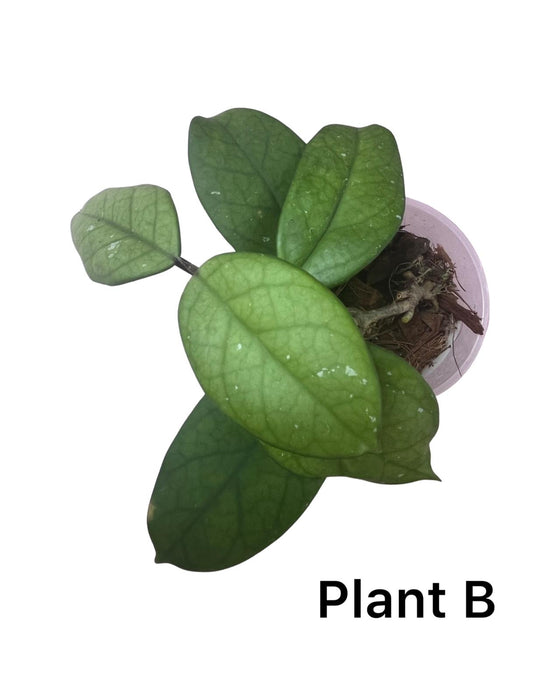 Hoya fungii hybrid Image 2