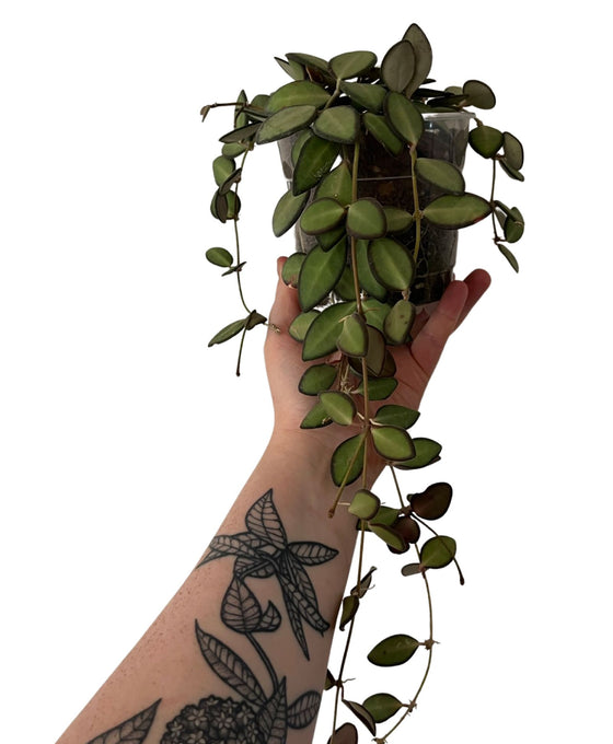 Hoya sp. aff. burtoniae Image 3
