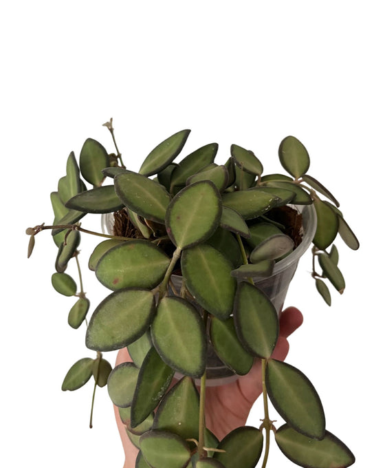 Hoya sp. aff. burtoniae Image 2
