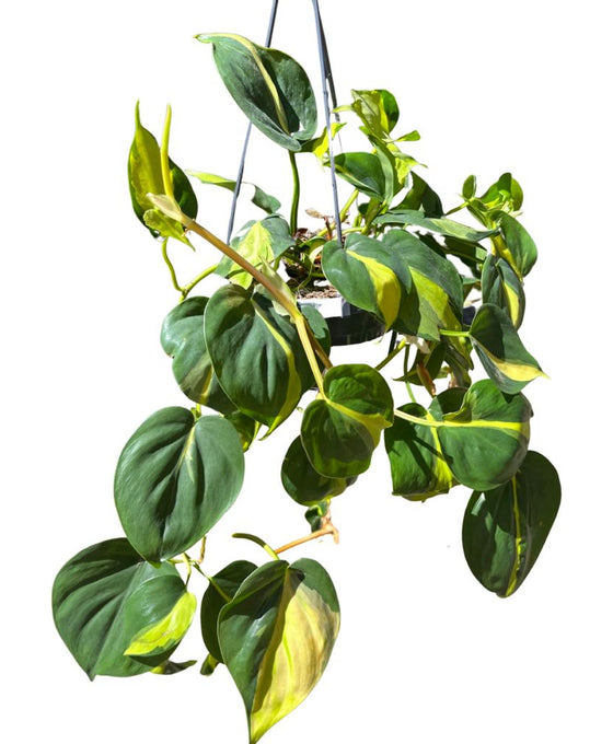 Philodendron scandens 'Brazil' Image 2