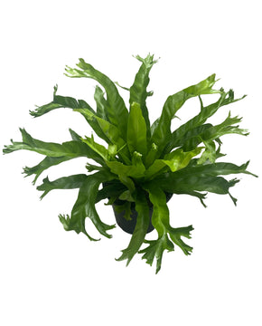 Asplenium nidus 'Crissie'