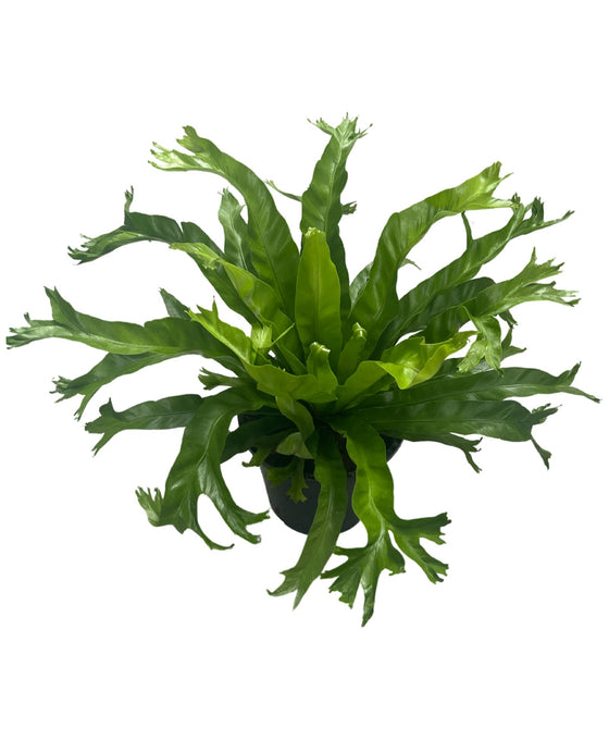 Asplenium nidus 'Crissie' Image 1