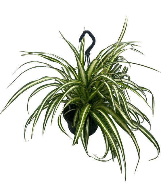 Chlorophytum comosum ‘Variegatum’ Image 3