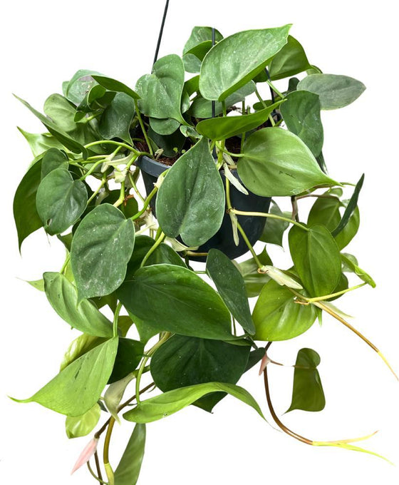 Philodendron scandens Image 3