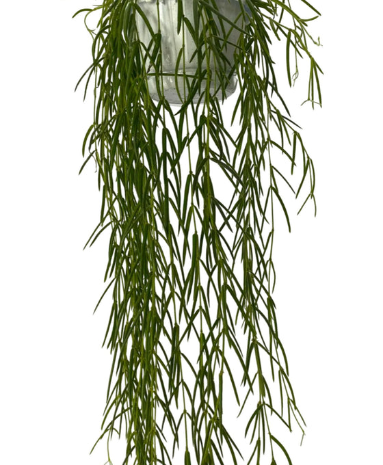 Hoya linearis Image 3