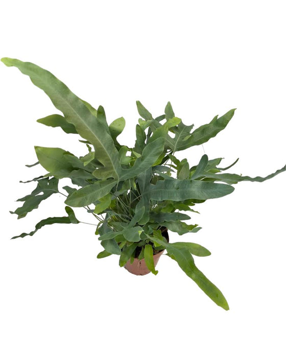 Phlebodium aureum Image 2