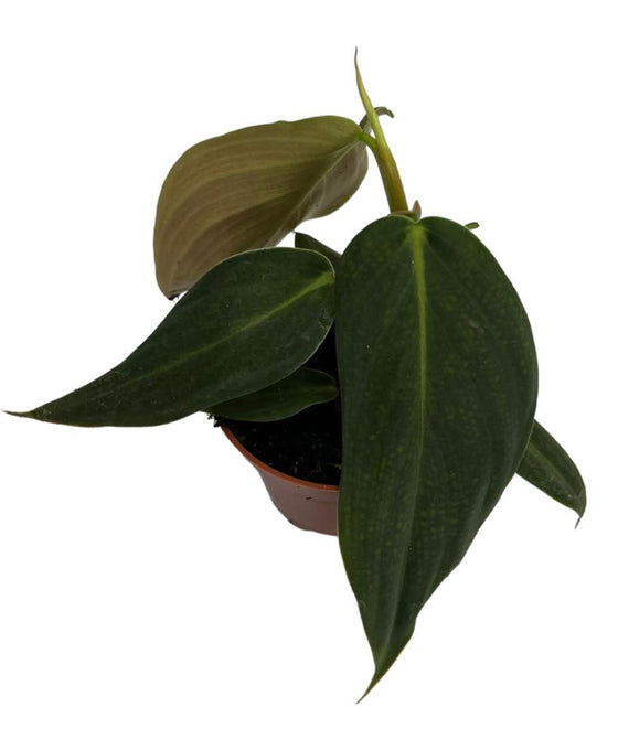 Philodendron gigas Image 2