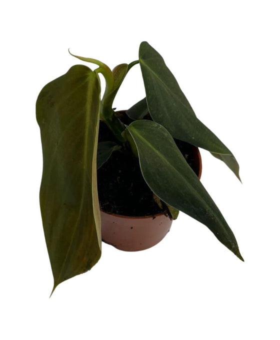 Philodendron gigas Image 3