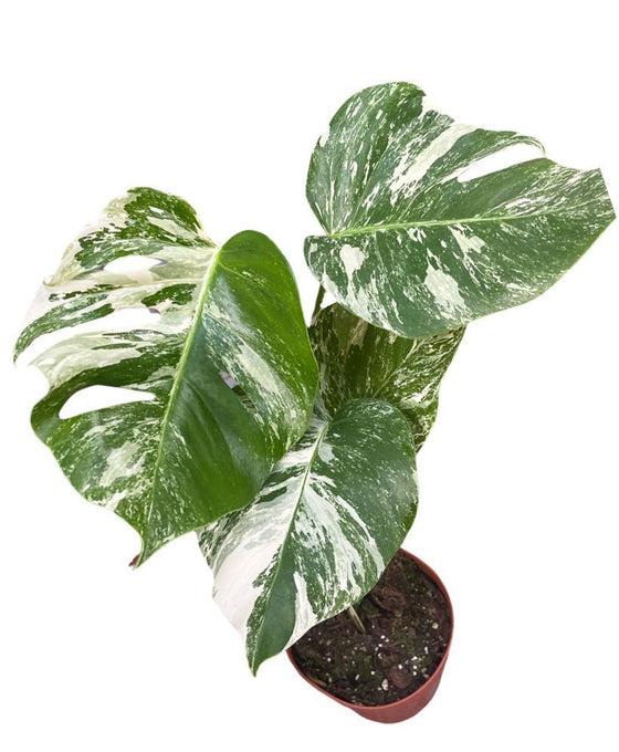 Monstera deliciosa 'Variegated' Image 4