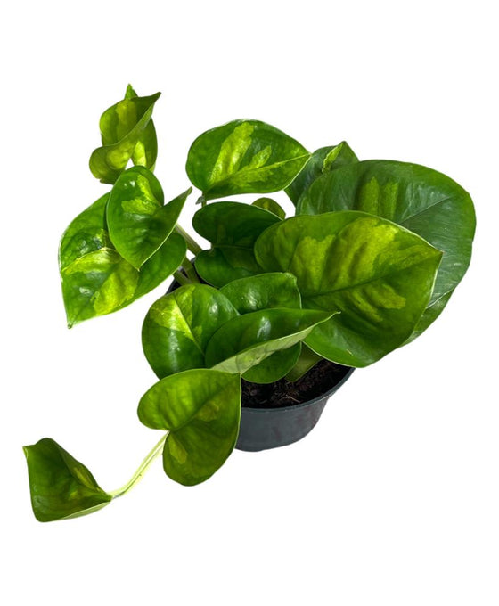 Epipremnum aureum 'Global Green' Image 2