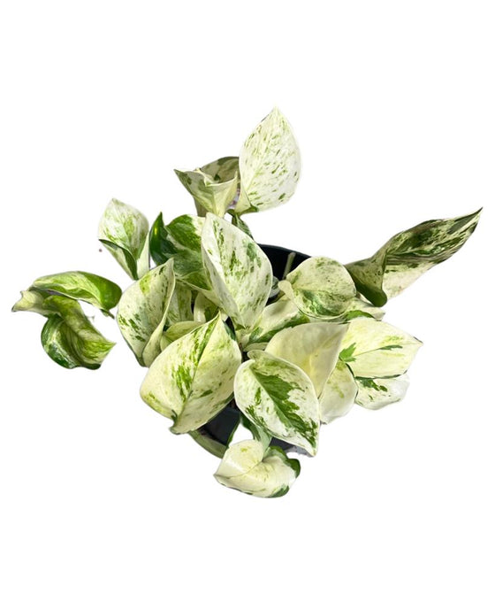 Epipremnum aureum 'Manjula' Image 1