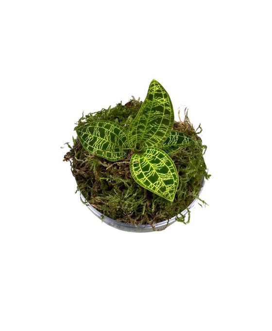 Macodes petola Image 4
