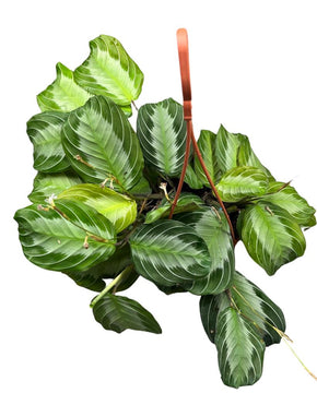 Maranta leuconeura 'Silver Band'