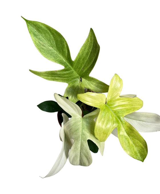 Philodendron 'Florida Ghost' Image 2