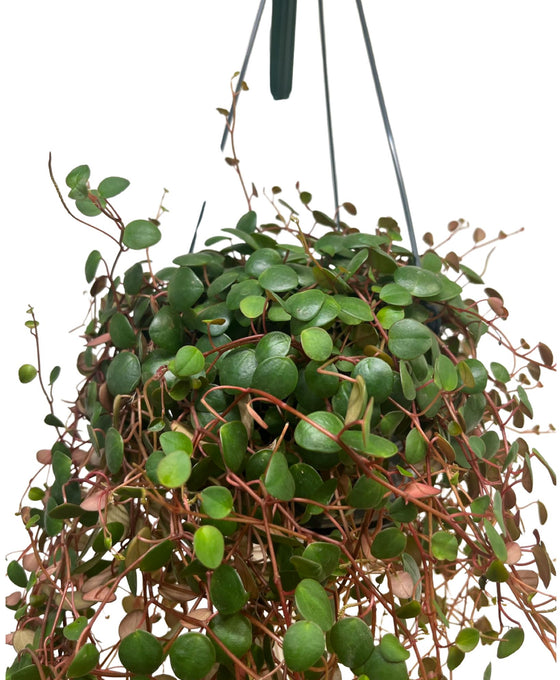 Peperomia prostrata 'Pepperspot' Image 2