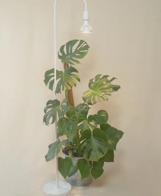 Pianta Grow Light V2 Image 3