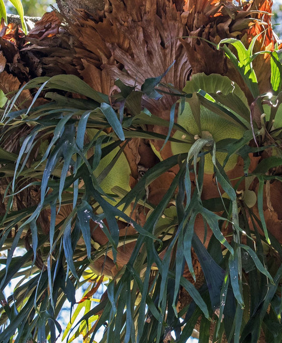 Platycerium bifurcatum - Staghorn fern Image 4