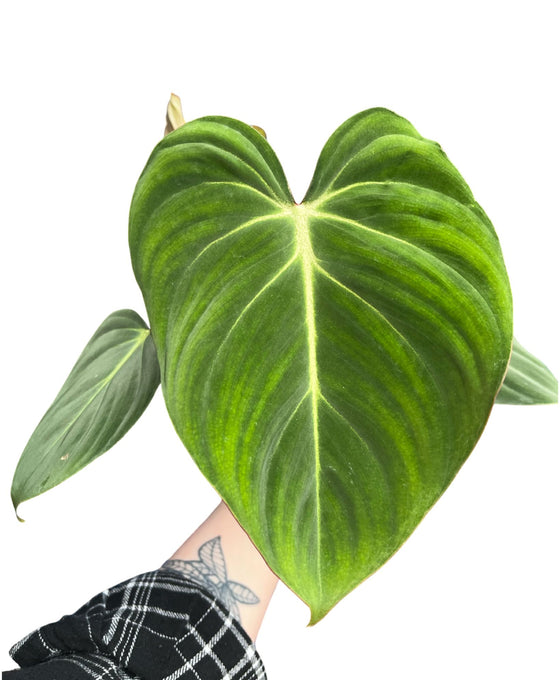 Philodendron gloriosum Image 3
