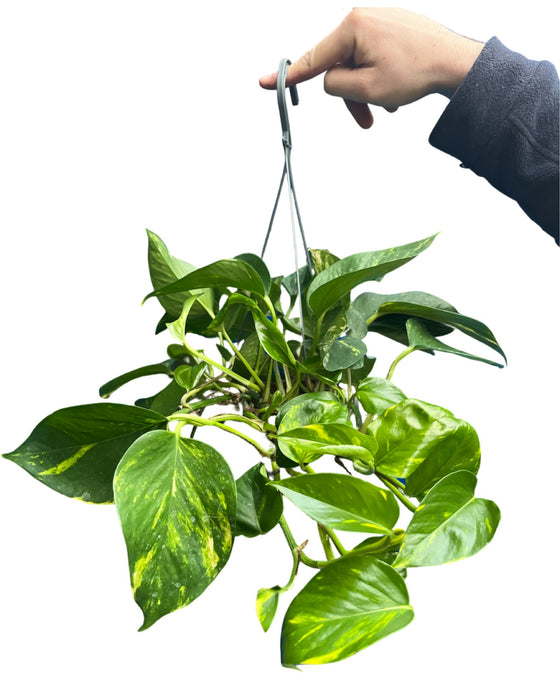 Epipremnum aureum - Devils Ivy, Pothos Image 2