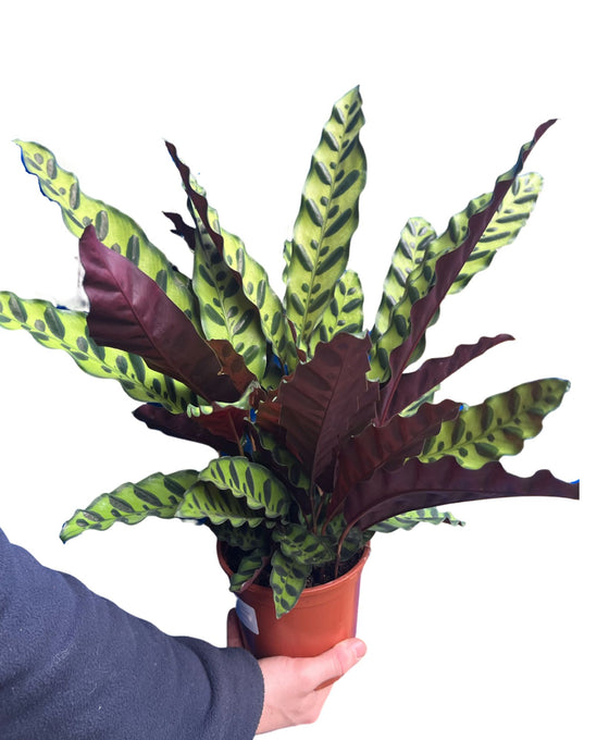 Calathea lancifolia Image 2