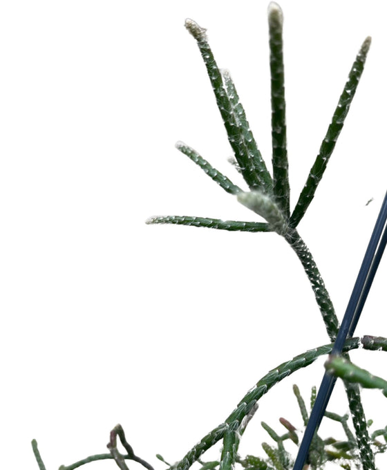 Rhipsalis pilocarpa Image 3