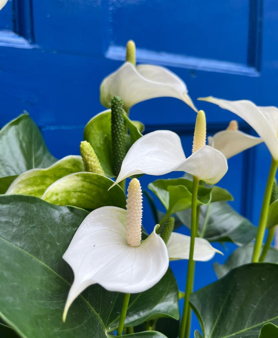 Anthurium andraeanum 'Royal White Champion' Image 2