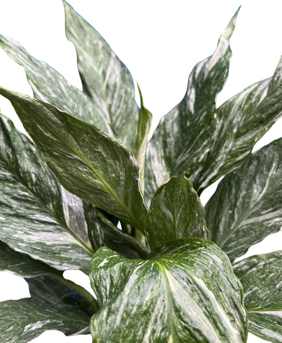 Spathiphyllum wallisii 'Diamond Variegata' Image 3