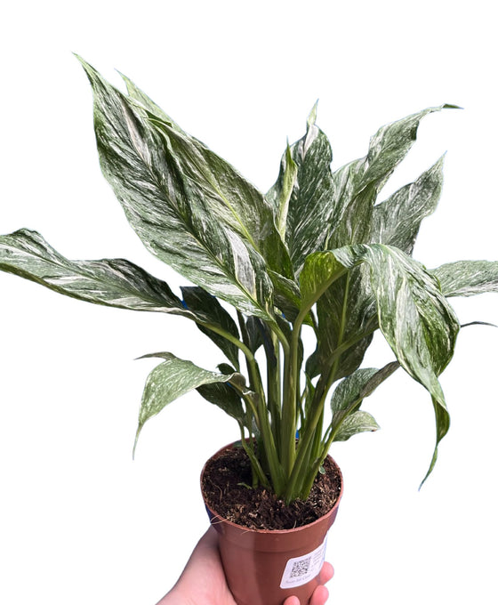 Spathiphyllum wallisii 'Diamond Variegata' Image 2