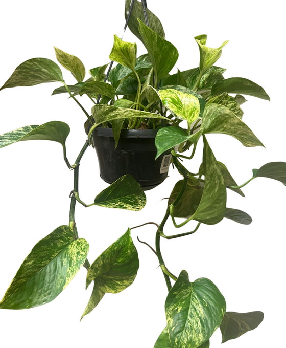 Epipremnum aureum 'Marble Queen' Image 2