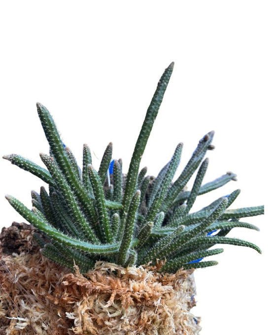 Rhipsalis baccifera subsp. Horrida Image 4