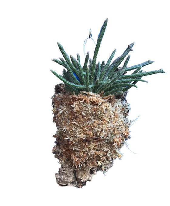 Rhipsalis baccifera subsp. Horrida Image 3