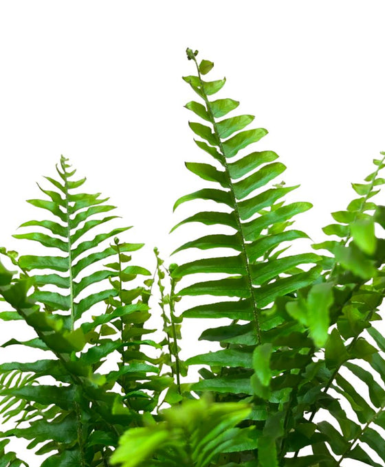 Nephrolepis exaltata 'Green Lady' Image 3