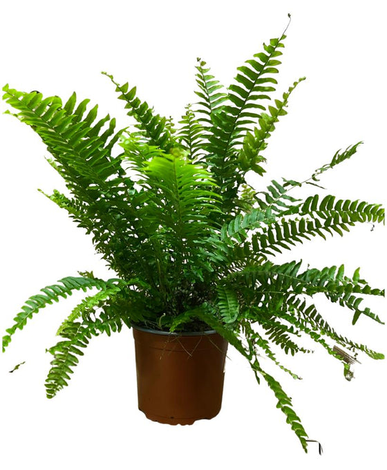 Nephrolepis exaltata 'Green Lady' Image 2