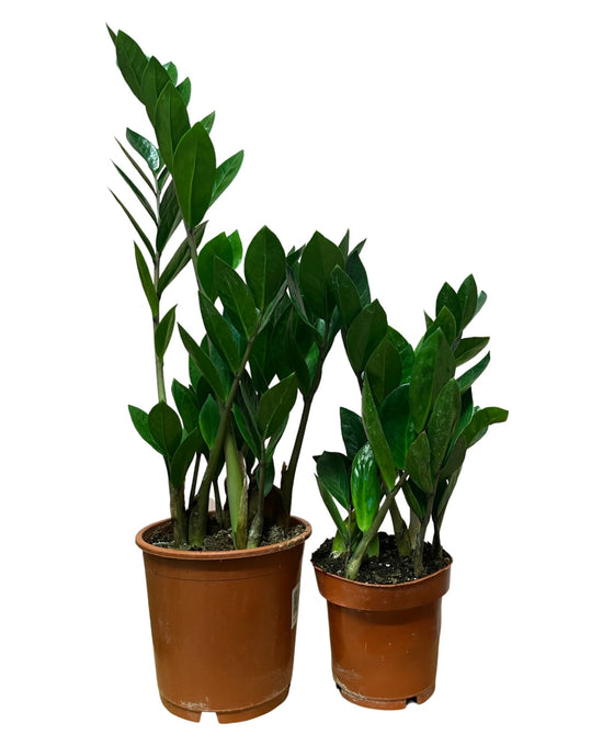 Zamioculcas zamiifolia - ZZ plant Image 2