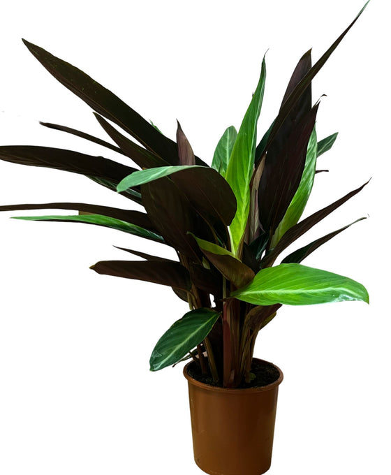 Calathea 'Magic Star' Image 1
