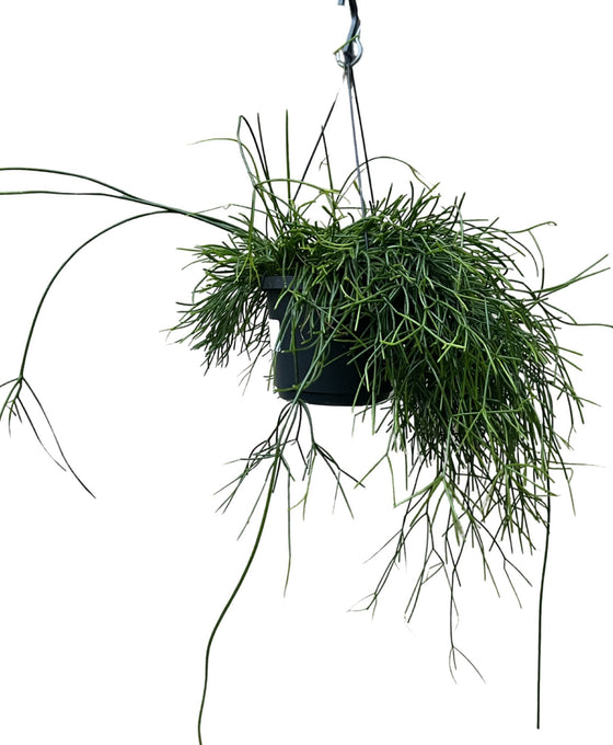 Rhipsalis baccifera 'Oasis' Image 2