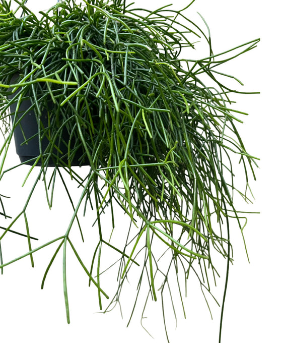Rhipsalis baccifera 'Oasis' Image 3