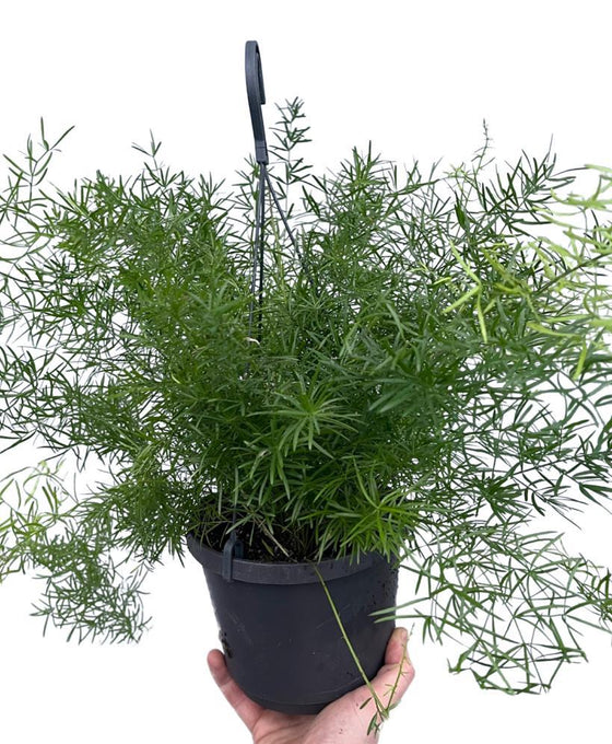 Asparagus densiflorus 'Sprengeri' Image 2