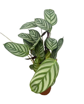 Ctenanthe setosa 'Green Flag'