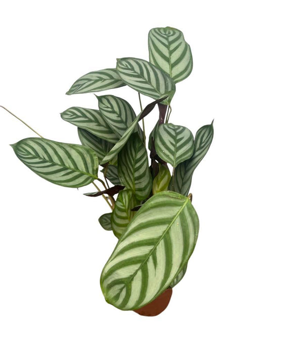 Ctenanthe setosa 'Green Flag' Image 1