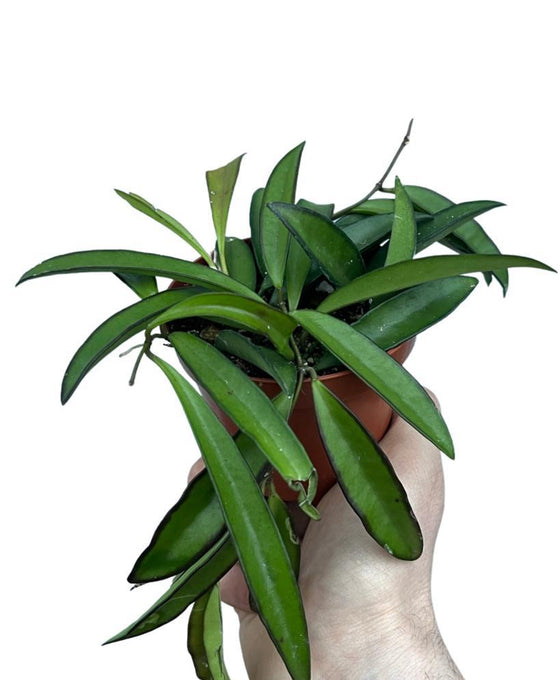 Hoya wayetii Image 1
