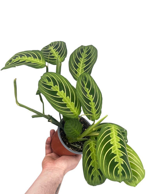 Maranta leuconeura var. erythroneura 'Lemon Lime' Image 2