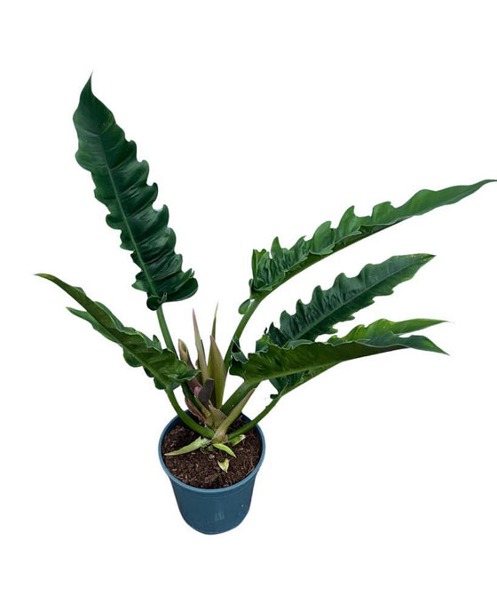Philodendron ‘Narrow’ Image 2