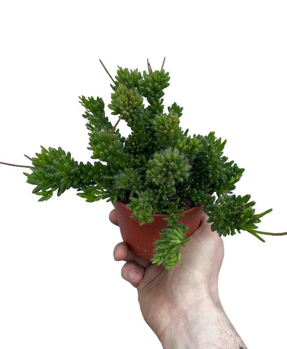 Rhipsalis mesembryanthemoides Image 2