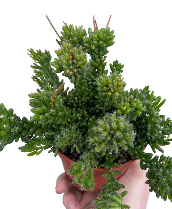 Rhipsalis mesembryanthemoides Image 1