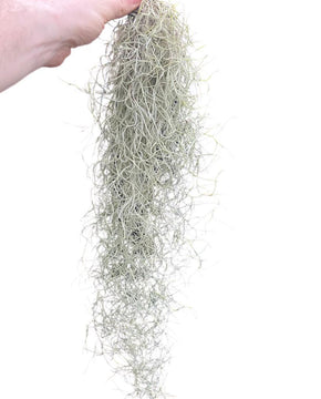 Tillandsia usneoides - Spanish Moss