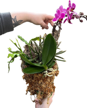 Rhipsalis, Disocactus and Phalaenopsis Cork Mount