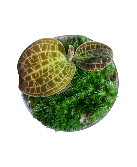 Dossinia marmorata Image 3