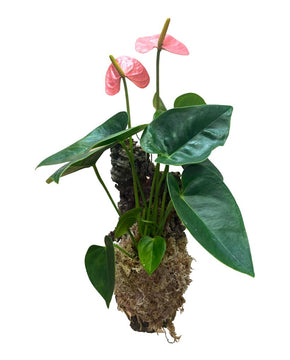 Anthurium andraeanum 'Royal Spirit Champion'